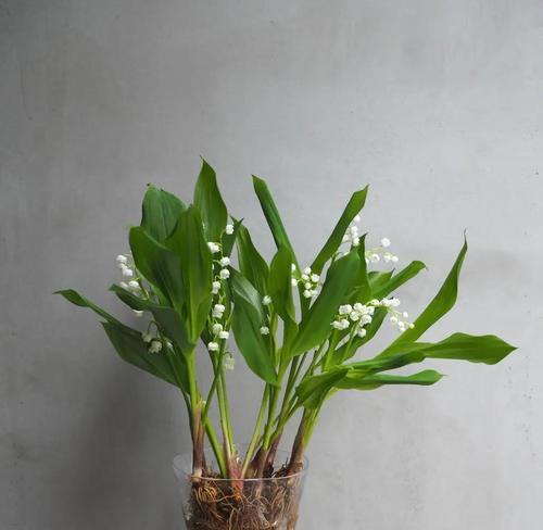 盆栽花卉品种选择困难？哪些品种最适合新手？