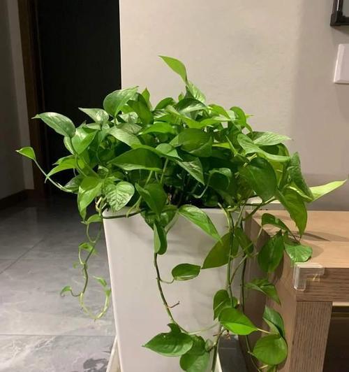 盆栽花卉品种选择困难？哪些品种最适合新手？