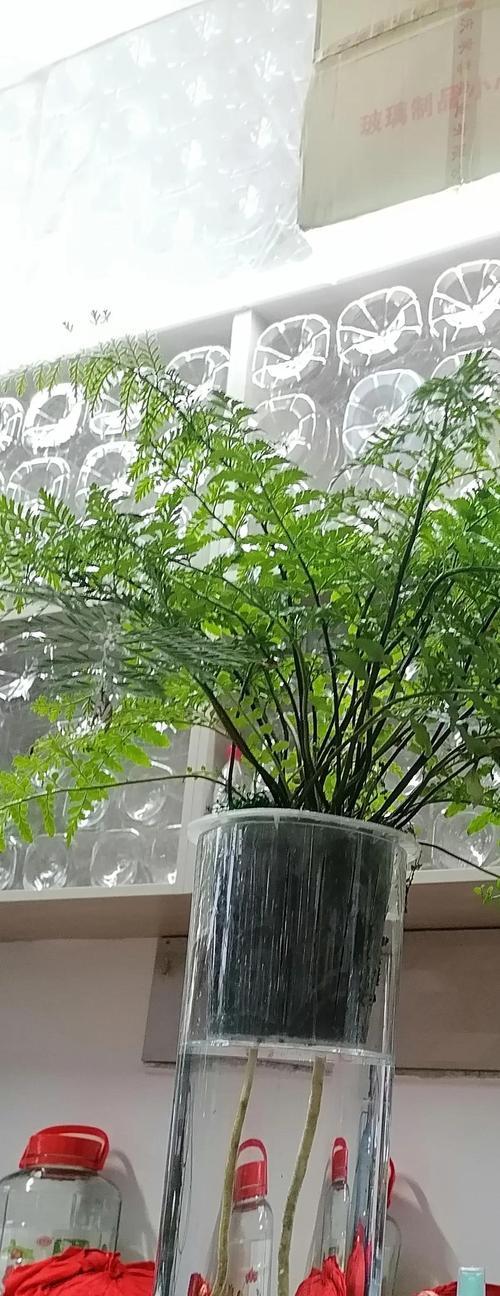 盆栽花卉品种选择困难？哪些品种最适合新手？