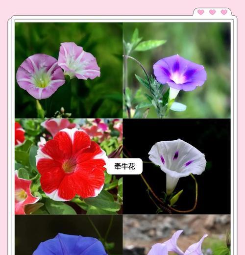 秋天开花的花有哪些？如何照料这些秋季花卉？