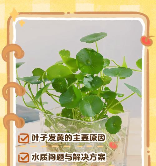 植物叶片发黄是什么原因？如何有效解决？