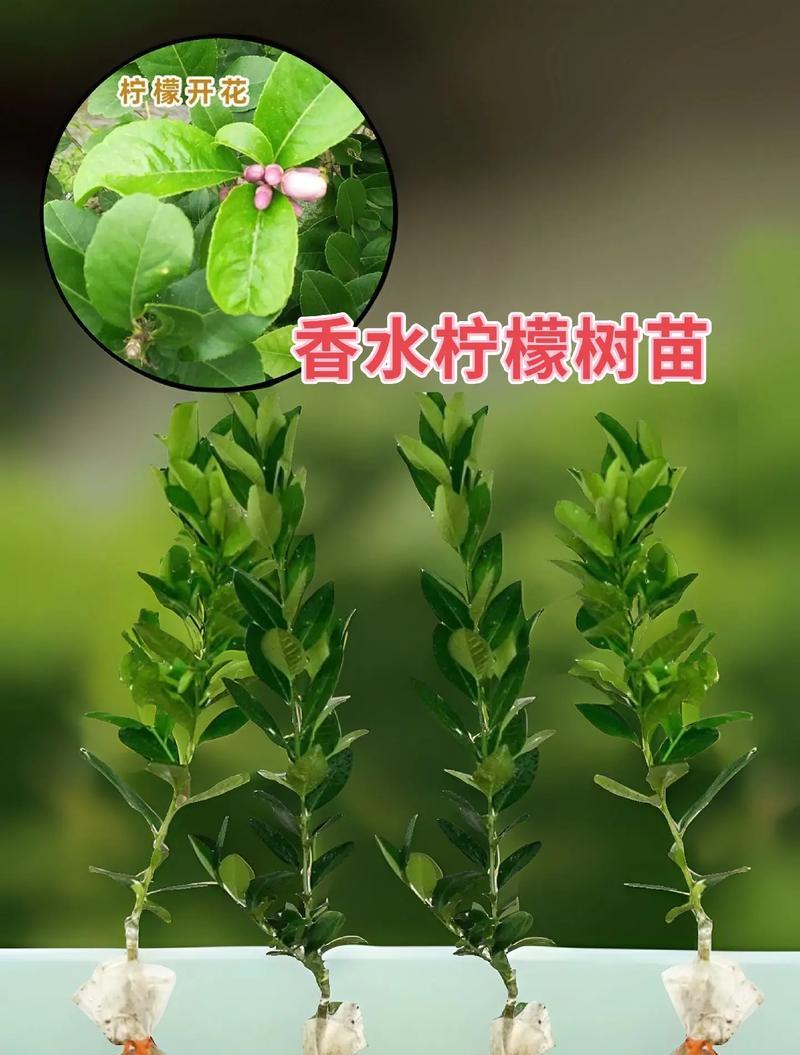 柠檬树苗的种植步骤是什么？
