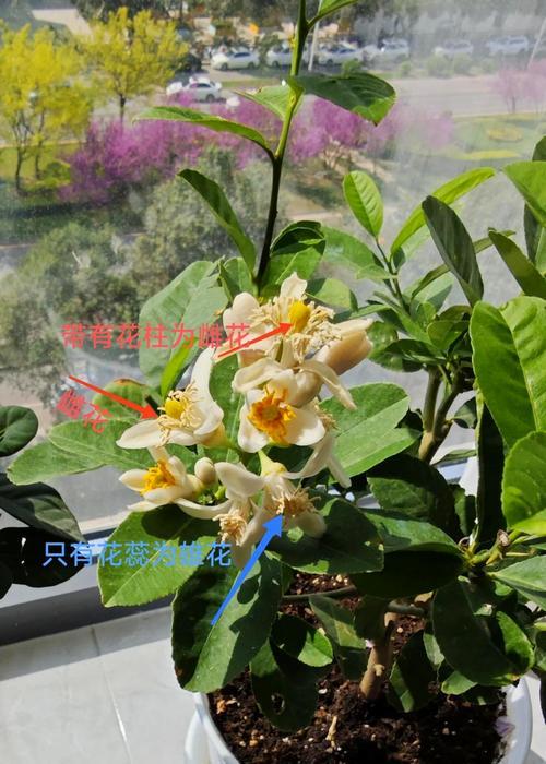 柠檬树苗的种植步骤是什么？