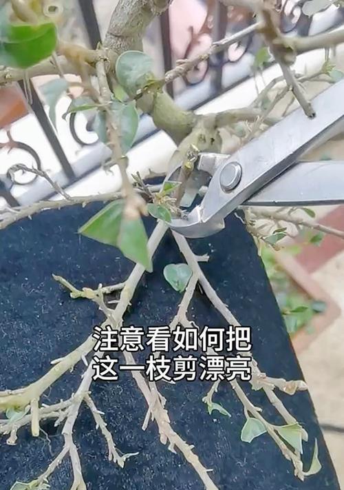 盆景制作的步骤和技巧是什么？