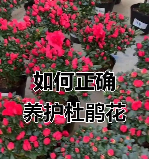 杜鹃花春季养护要点是什么？如何让杜鹃花春天更茂盛？
