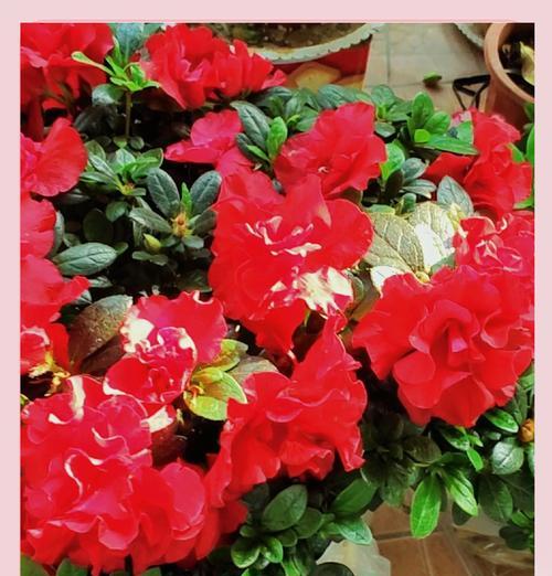 杜鹃花春季养护要点是什么？如何让杜鹃花春天更茂盛？