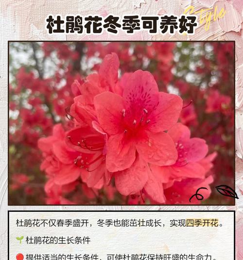 杜鹃花春季养护要点是什么？如何让杜鹃花春天更茂盛？