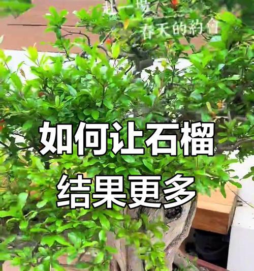 如何促进石榴树多挂果？