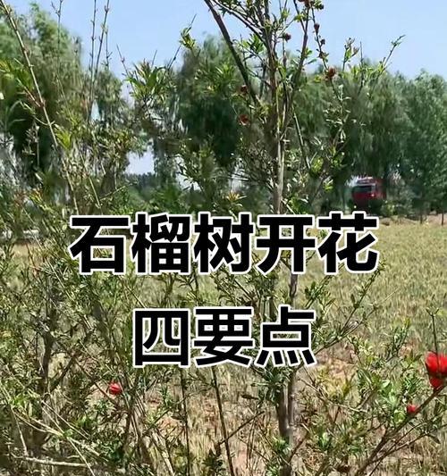 如何促进石榴树多挂果？