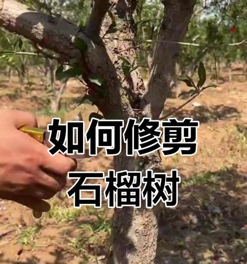 如何促进石榴树多挂果？