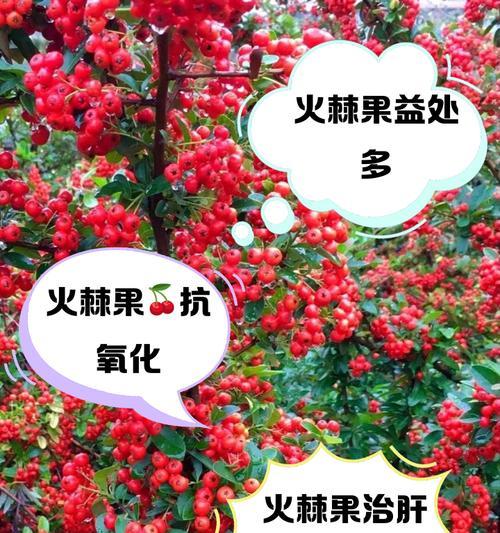 火棘的养护技巧和常见问题有哪些？