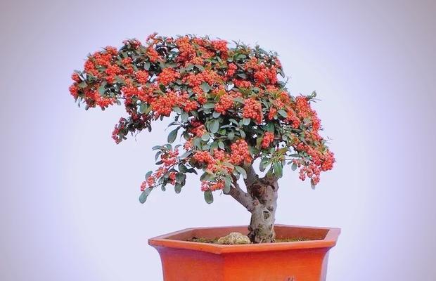 火棘的养护技巧和常见问题有哪些？