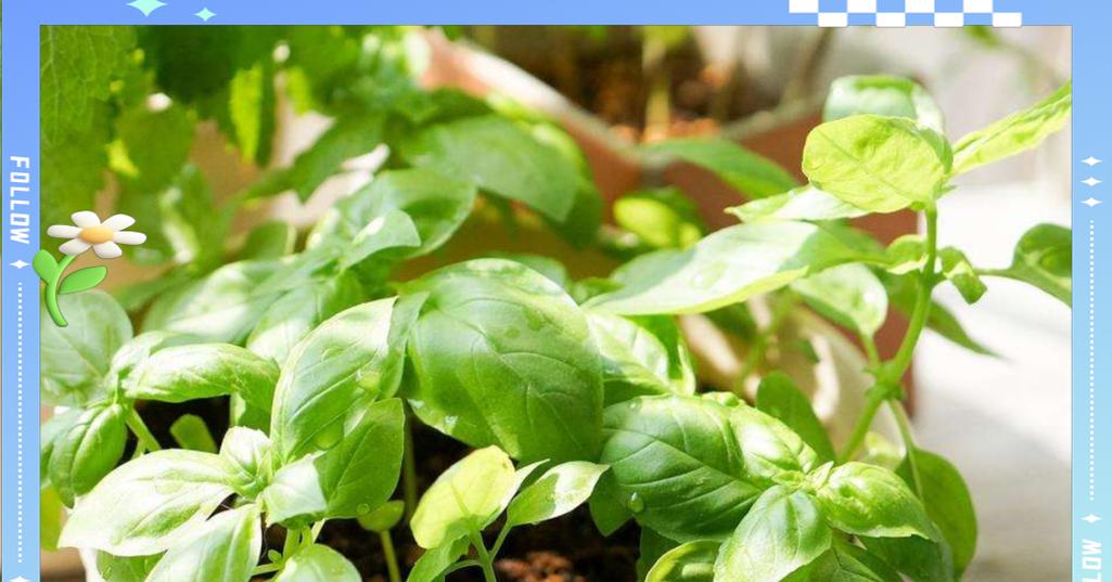 罗勒种植的最佳方法和技巧是什么？