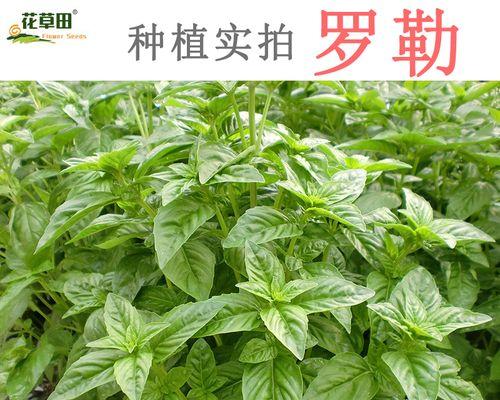 罗勒种植的最佳方法和技巧是什么？