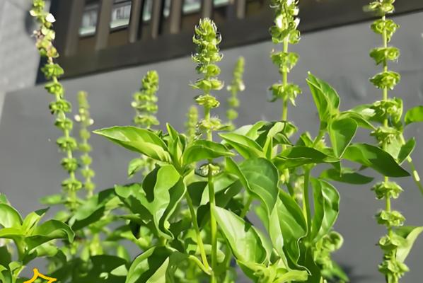 罗勒种植的最佳方法和技巧是什么？