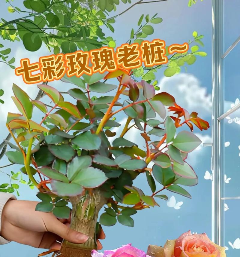 盆栽玫瑰的养殖技巧是什么？让玫瑰花开得更美！