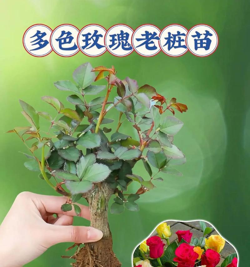 盆栽玫瑰的养殖技巧是什么？让玫瑰花开得更美！