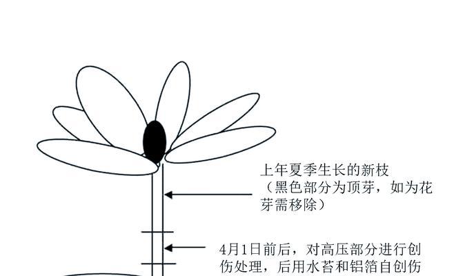 杜鹃花扦插成活的秘诀是什么？
