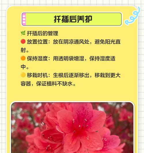 杜鹃花扦插成活的秘诀是什么？