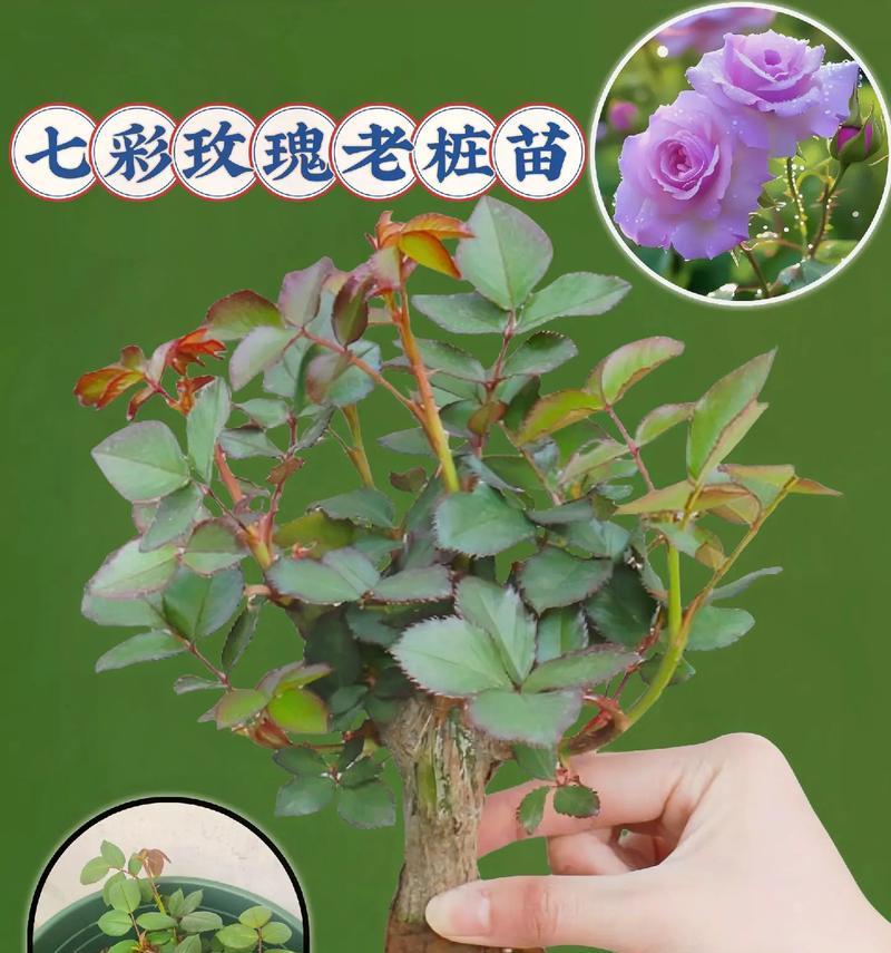玫瑰花树苗的种植技巧有哪些？