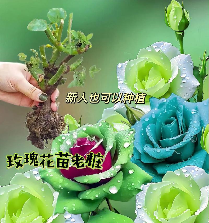 玫瑰花树苗的种植技巧有哪些？