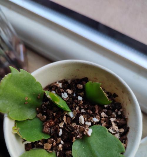 蟹爪兰适合哪种土壤？种植蟹爪兰的土壤选择技巧？