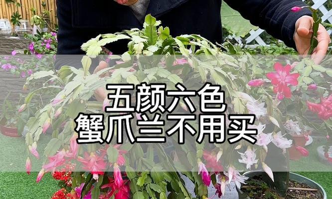 蟹爪兰适合哪种土壤？种植蟹爪兰的土壤选择技巧？
