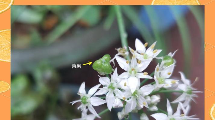 韭菜花种植的步骤和注意事项是什么？