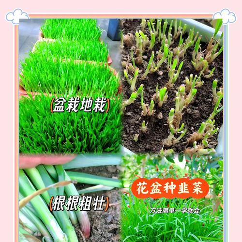 韭菜花种植的步骤和注意事项是什么？