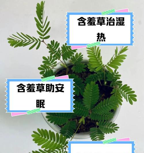 害羞草的养殖技巧是什么？