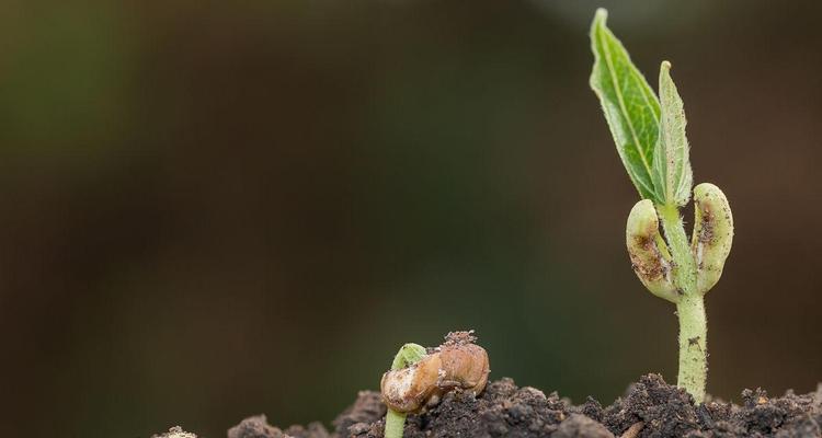 紫盆花的播种时间是什么时候？播种步骤是什么？