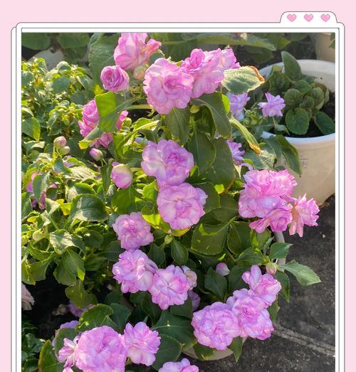适合垂挂种植的花卉有哪些？它们的养护要点是什么？