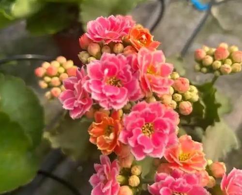 适合垂挂种植的花卉有哪些？它们的养护要点是什么？