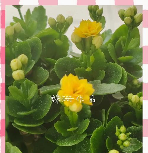 适合垂挂种植的花卉有哪些？它们的养护要点是什么？