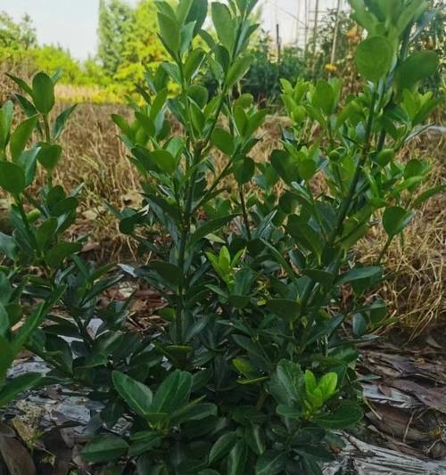 万年青开花期如何管理？怎样促进开花？