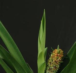 万年青开花期如何管理？怎样促进开花？