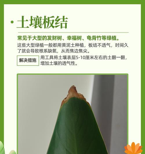 花卉管理的基本技巧和常见问题是什么？