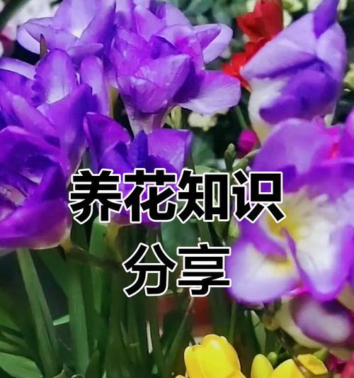 花卉管理的基本技巧和常见问题是什么？