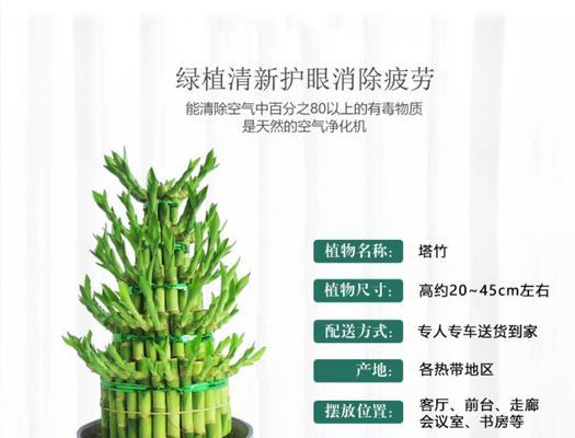 富贵塔竹怎么做？富贵塔竹的制作方法和养护要点是什么？