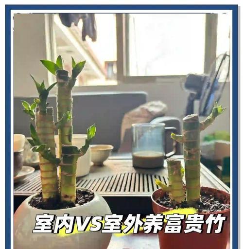 富贵塔竹怎么做？富贵塔竹的制作方法和养护要点是什么？