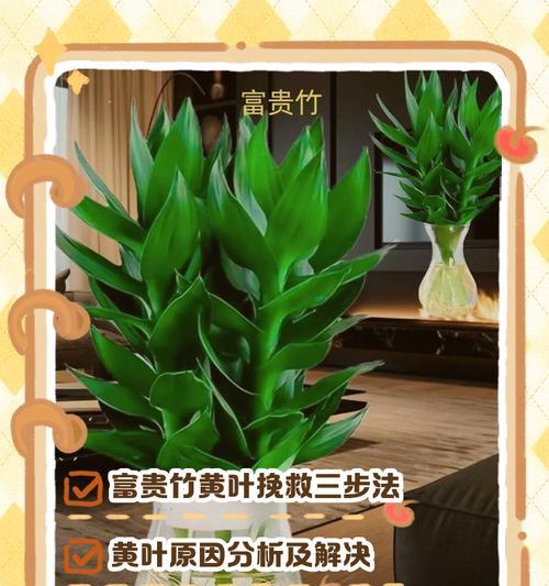 富贵竹繁殖方法有哪些？步骤是什么？