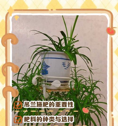 吊兰移栽的最佳时间和步骤是什么？