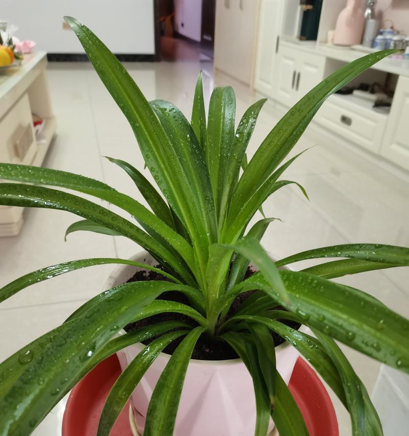 吊兰移栽的最佳时间和步骤是什么？
