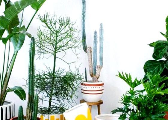 选择花盆的标准是什么？哪种花盆更适合？