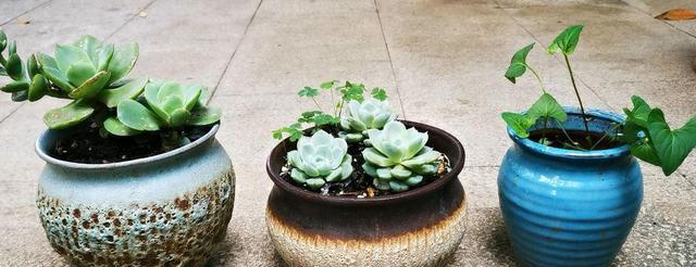 选择花盆的标准是什么？哪种花盆更适合？