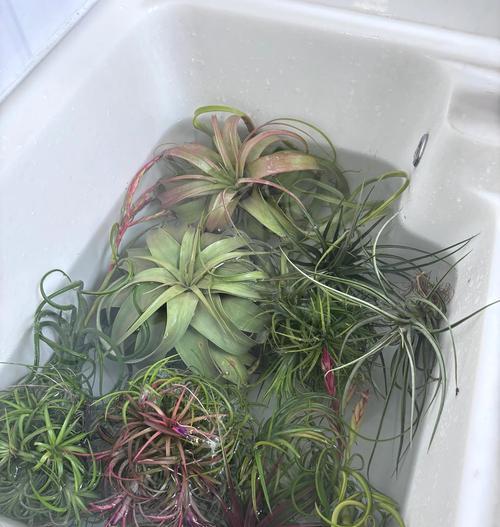 紫花凤梨的正确养护方式？