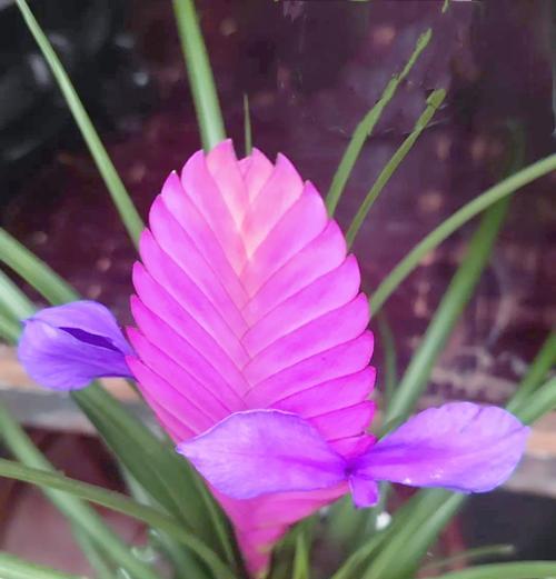 紫花凤梨的正确养护方式？