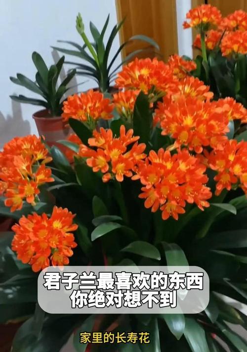 君子兰怎么移盆？移盆技巧与注意事项！