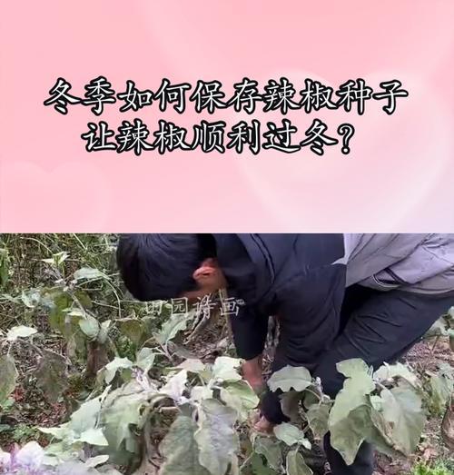种子保存的最佳方法是什么？