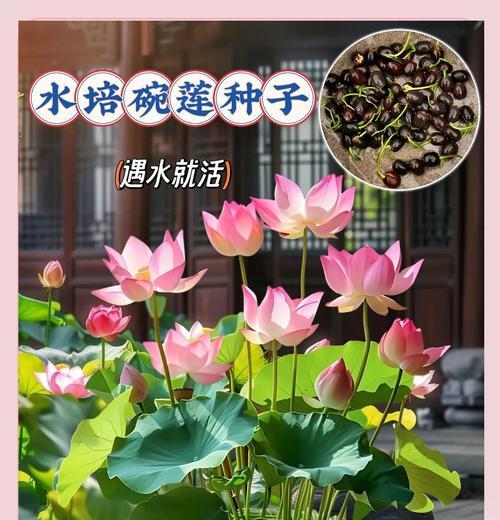 碗莲移栽的正确方法是什么？
